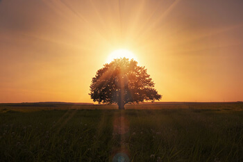 AKASHIC TREE CONCEPT & PHILOSOPHY